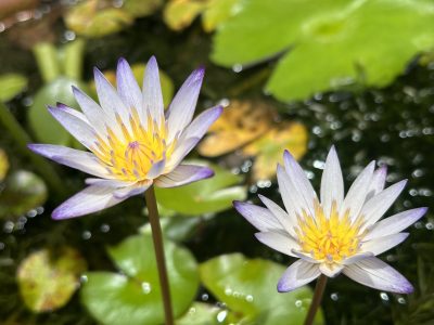 燦爛