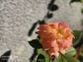 IMG_20250518_171814