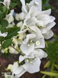 IMG_20250427_181428