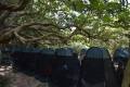 樹下禪1